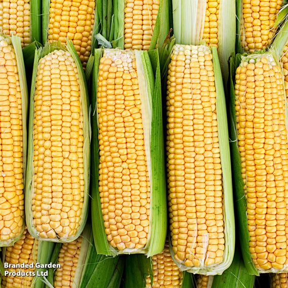 Sweetcorn 'Damaun' - Organic Seeds
