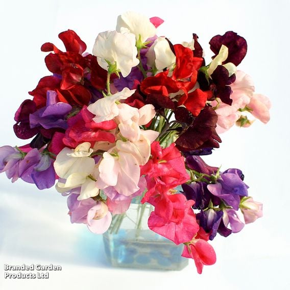 Sweet Pea 'Dobies Giant Waved Mixed' - Seeds