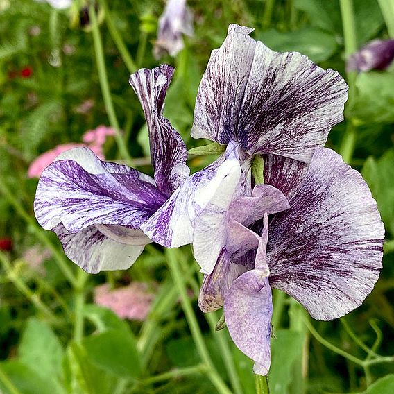 Sweet Pea Seeds - Earl Grey Blend