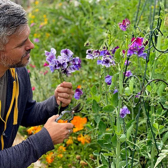 Sweet Pea Seeds - Earl Grey Blend