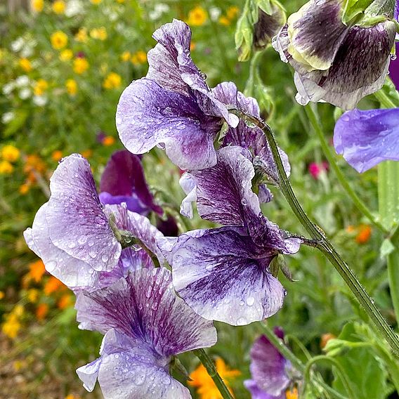 Sweet Pea Seeds - Earl Grey Blend