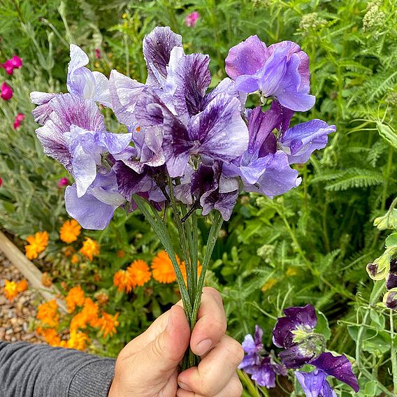 Sweet Pea Seeds - Earl Grey Blend