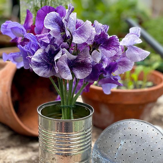 Sweet Pea Seeds - Earl Grey Blend