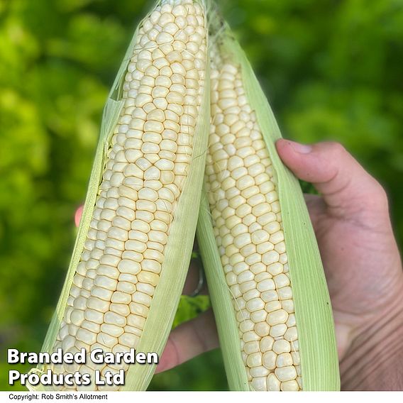 Sweetcorn 'Eden' F1 - Seeds