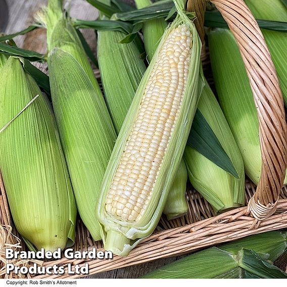 Sweetcorn Eden F1 Seeds