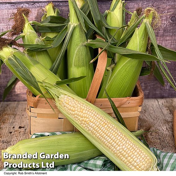 Sweetcorn 'Eden' F1 - Seeds