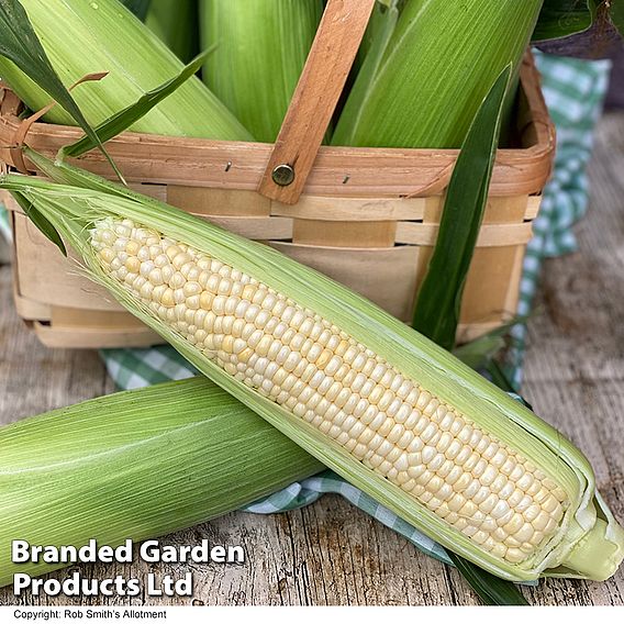 Sweetcorn 'Eden' F1 - Seeds