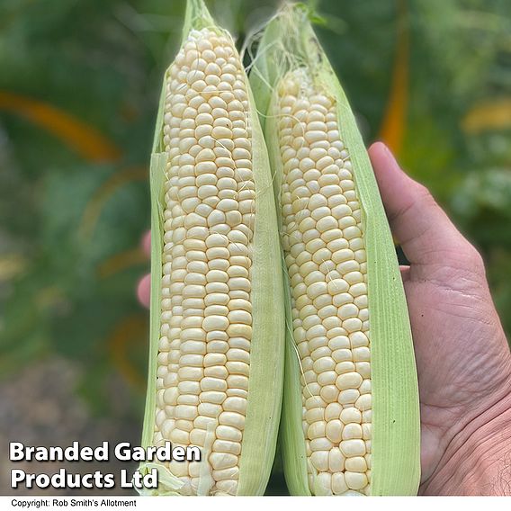 Sweetcorn 'Eden' F1 - Seeds