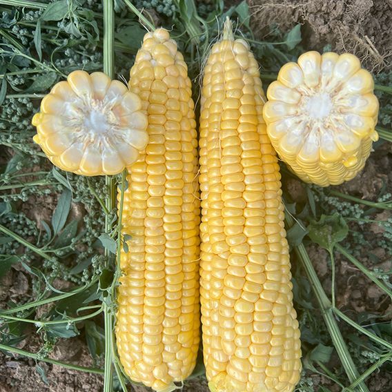 Sweetcorn 'Equinox' F1 - Seeds