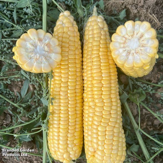 Sweetcorn 'Equinox' F1 - Seeds