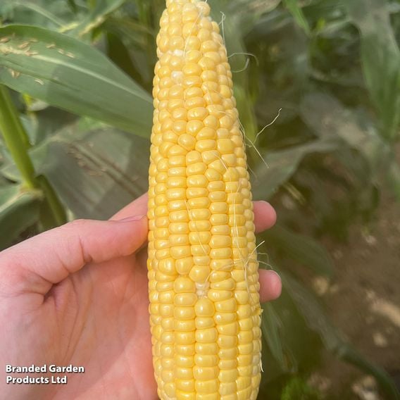 Sweetcorn 'Equinox' F1 - Seeds