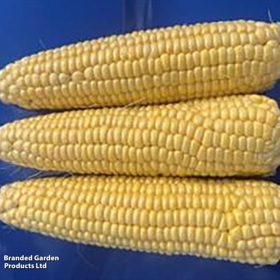 Sweetcorn 'Equinox' F1 - Seeds