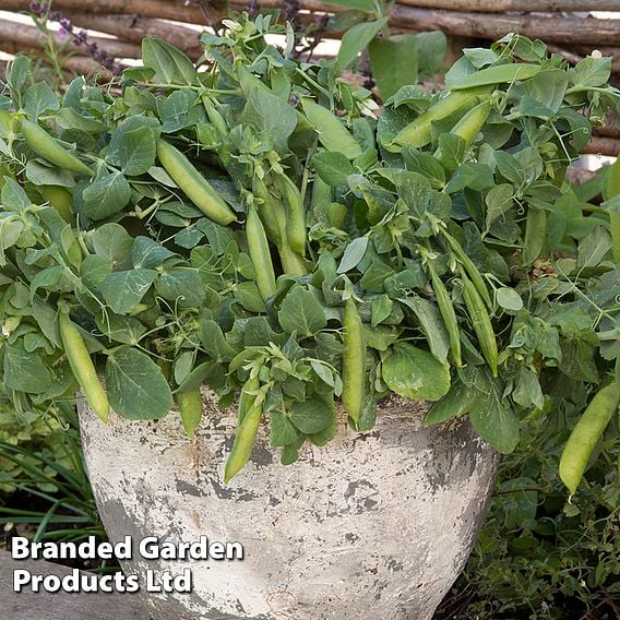 Pea 'Half Pint' - Organic Seeds