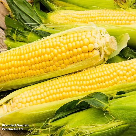Sweetcorn 'Medzi' - Organic Seeds