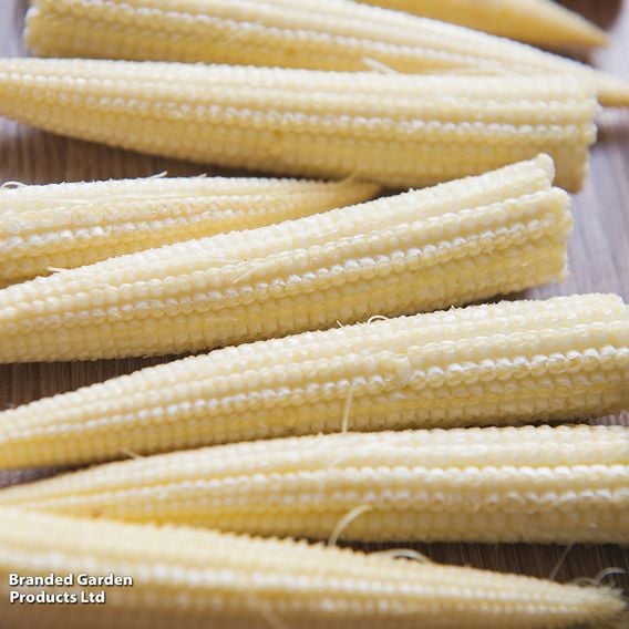 Sweetcorn 'Minipop' F1 - Seeds