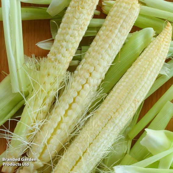 Sweetcorn 'Minipop' F1 - Seeds