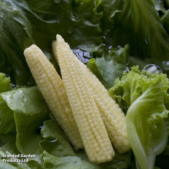 Sweetcorn 'Minipop' F1 - Seeds