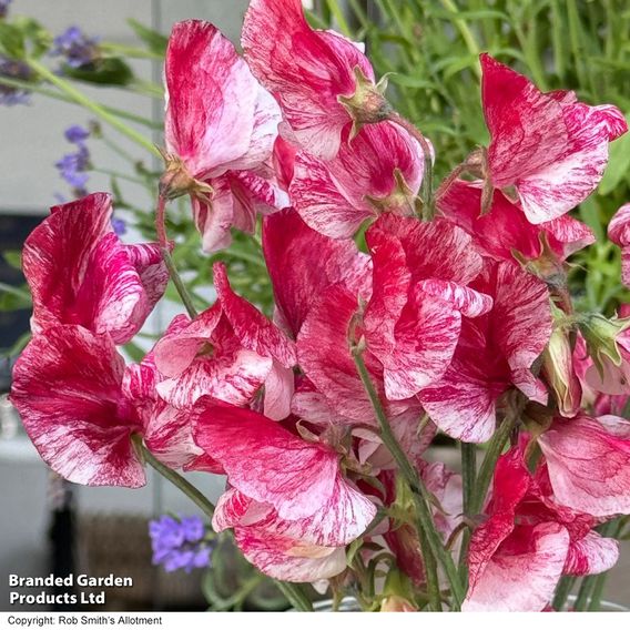Sweet Pea 'Queen of the Isles' - Seeds