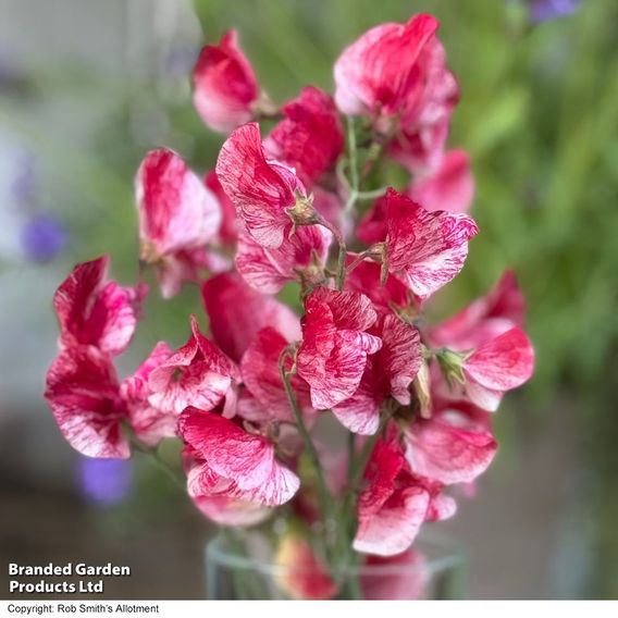 Sweet Pea 'Queen of the Isles' - Seeds