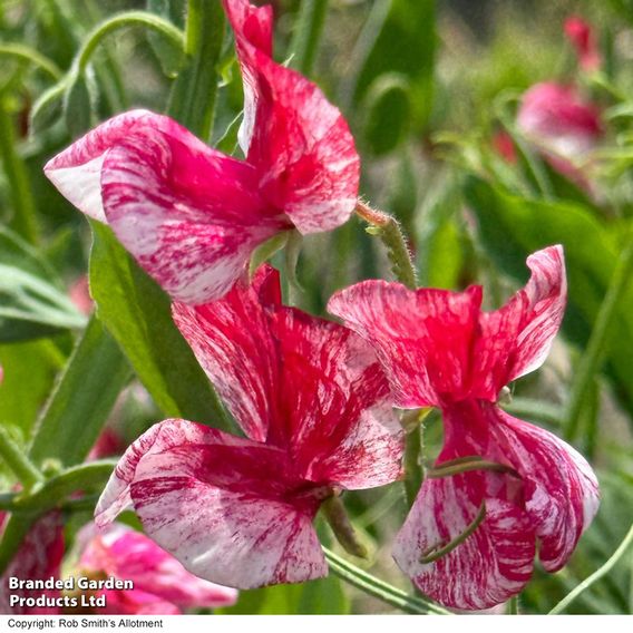 Sweet Pea 'Queen of the Isles' - Seeds