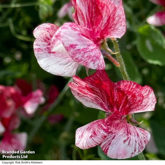 Sweet Pea 'Queen of the Isles' - Seeds