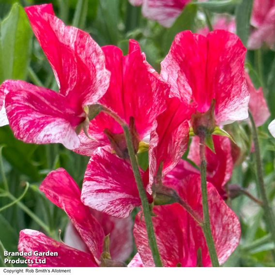 Sweet Pea 'Queen of the Isles' - Seeds