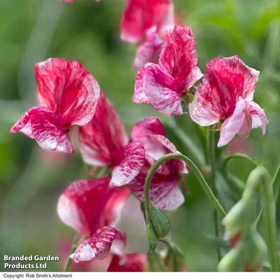 Sweet Pea 'Queen of the Isles' - Seeds