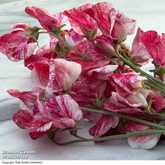 Sweet Pea 'Queen of the Isles' - Seeds