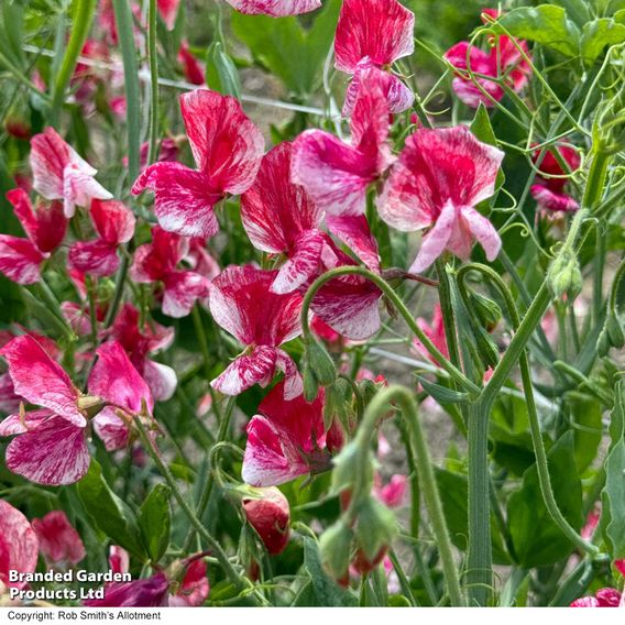 Sweet Pea 'Queen of the Isles' - Seeds