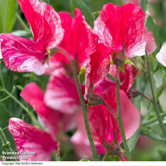 Sweet Pea 'Queen of the Isles' - Seeds