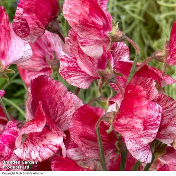 Sweet Pea 'Queen of the Isles' - Seeds