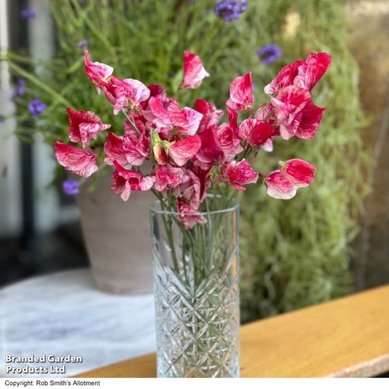 Sweet Pea 'Queen of the Isles' - Seeds