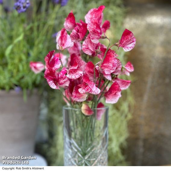 Sweet Pea 'Queen of the Isles' - Seeds