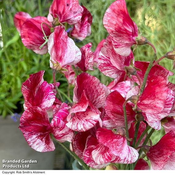 Sweet Pea 'Queen of the Isles' - Seeds
