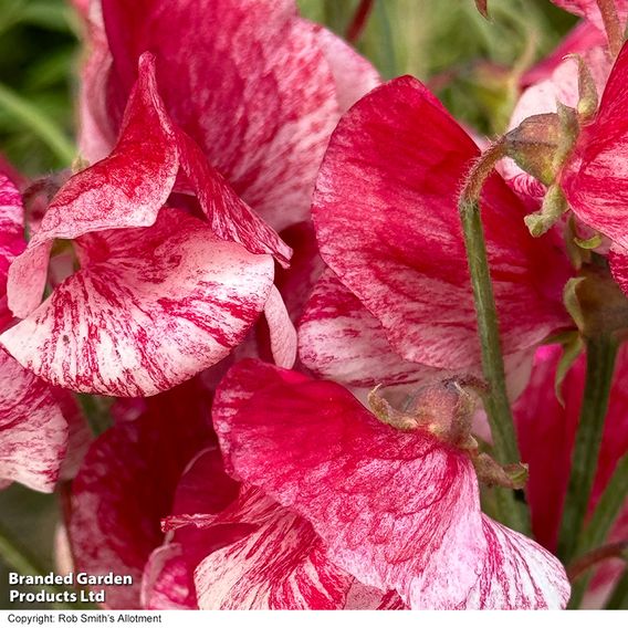 Sweet Pea 'Queen of the Isles' - Seeds