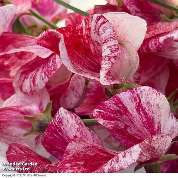 Sweet Pea 'Queen of the Isles' - Seeds
