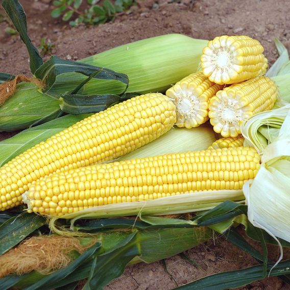 Sweetcorn 'Raygun' F1 - Seeds