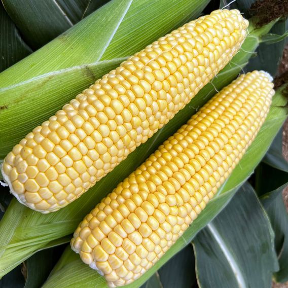 Sweetcorn 'Raygun' F1 - Seeds
