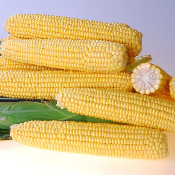 Sweetcorn 'Raygun' F1 - Seeds
