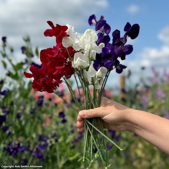 Sweet Pea 'Royal Standard' - Seeds