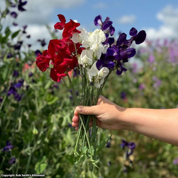 Sweet Pea 'Royal Standard' - Seeds