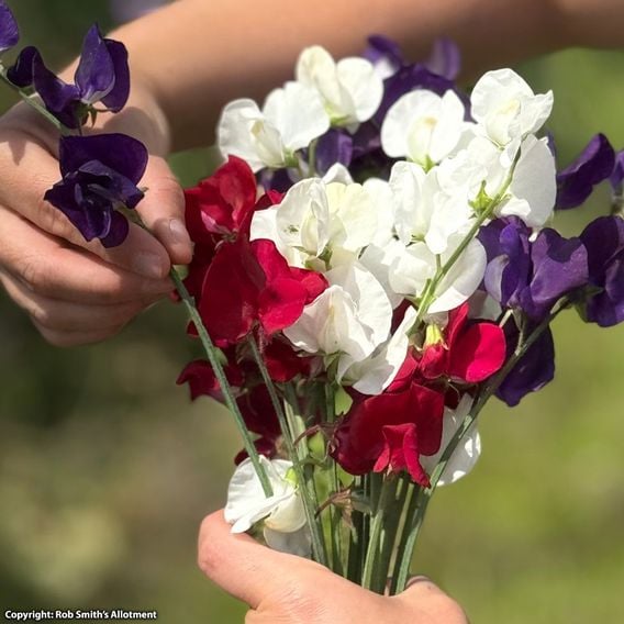 Sweet Pea 'Royal Standard' - Seeds