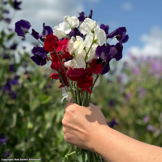Sweet Pea 'Royal Standard' - Seeds