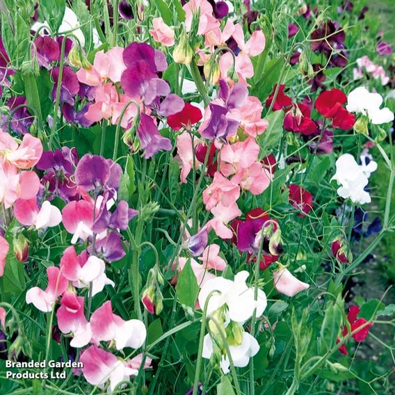 Sweet Pea 'Scent Infusion'