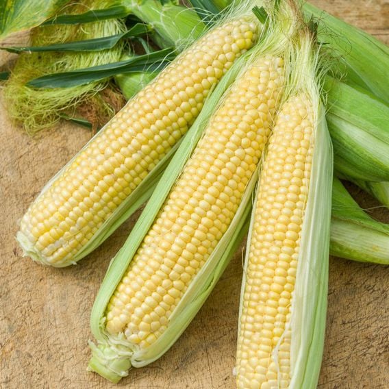 Sweetcorn 'Summer Daize' F1 - Seeds