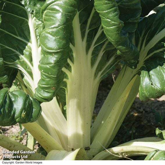 Swiss Chard 'Fordhook Giant' - Organic Seeds