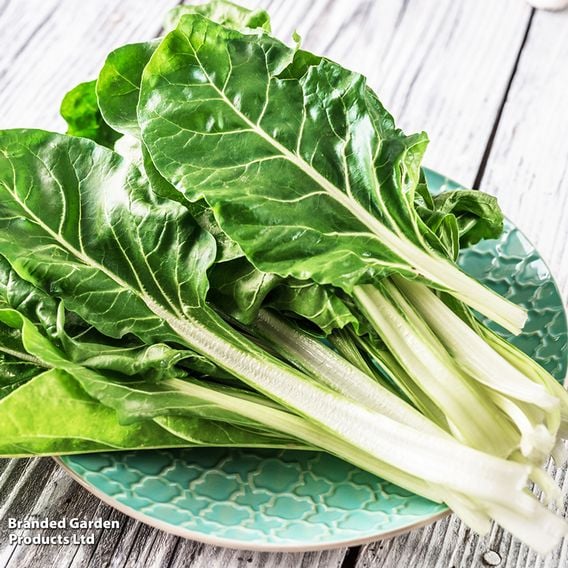 Swiss Chard 'Fordhook Giant' - Organic Seeds