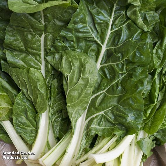 Swiss Chard 'Fordhook Giant' - Organic Seeds