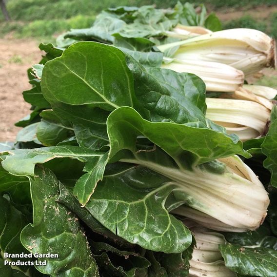Swiss Chard 'Fordhook Giant' - Organic Seeds