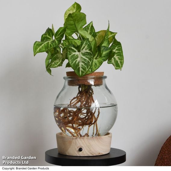 Syngonium 'Arrow' in Glass with Light Up Base